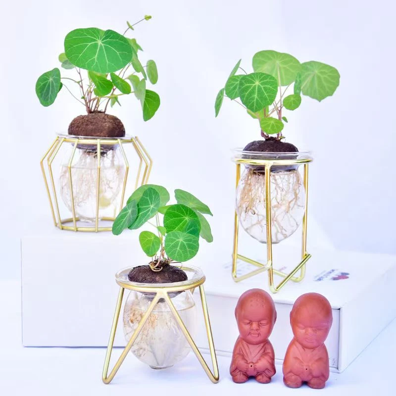 红藤山乌龟圆叶爬藤懒人桌面办公室盆栽庭院水培土培造景绿植植物