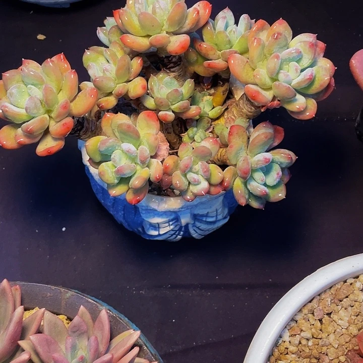 大***力寄养多肉植物多肉