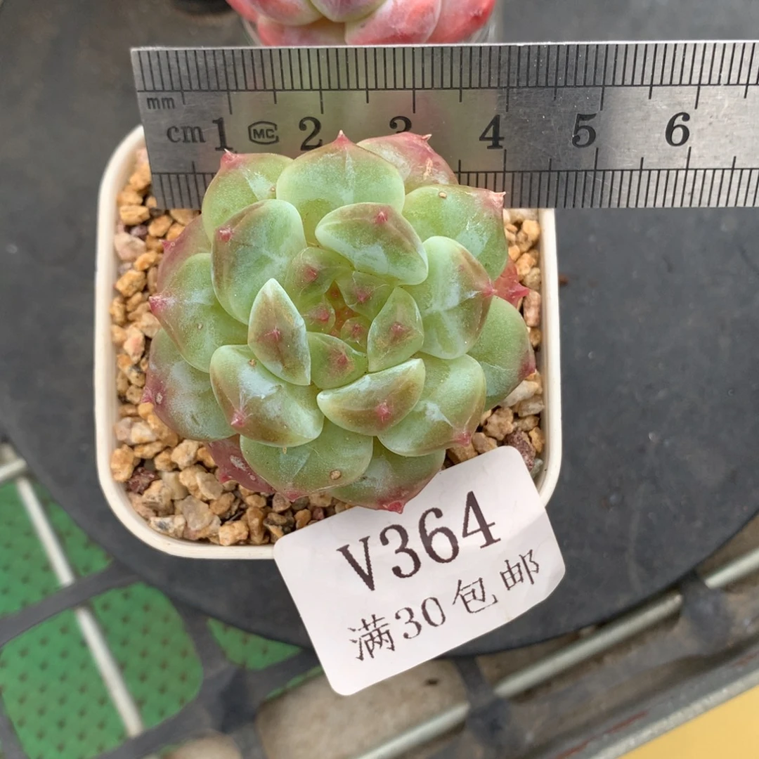 小***龙364。秘境冰魄。石榴籽心。