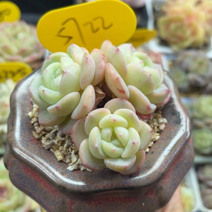 肥圆秃珍妮群5722