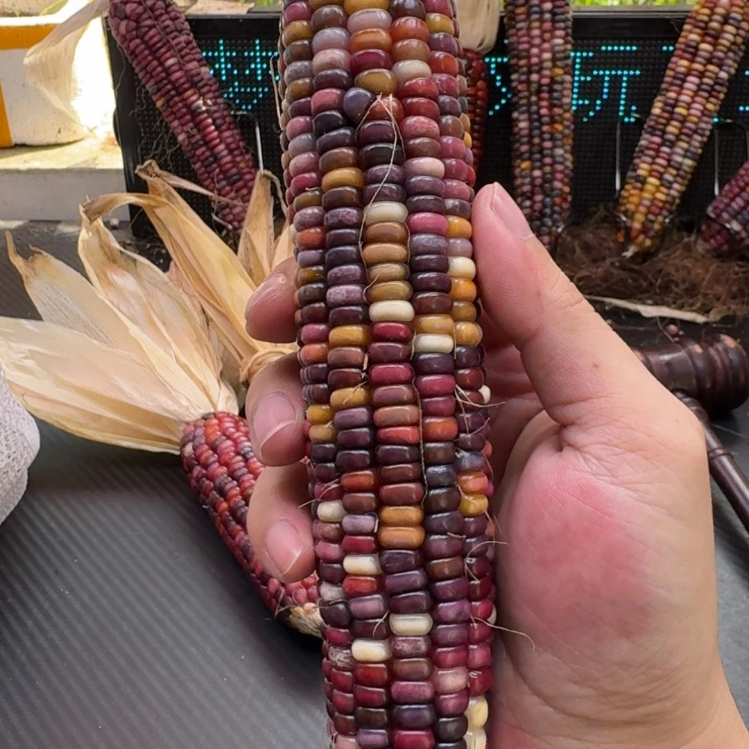 米***夏吊坠柏香籽/百香籽