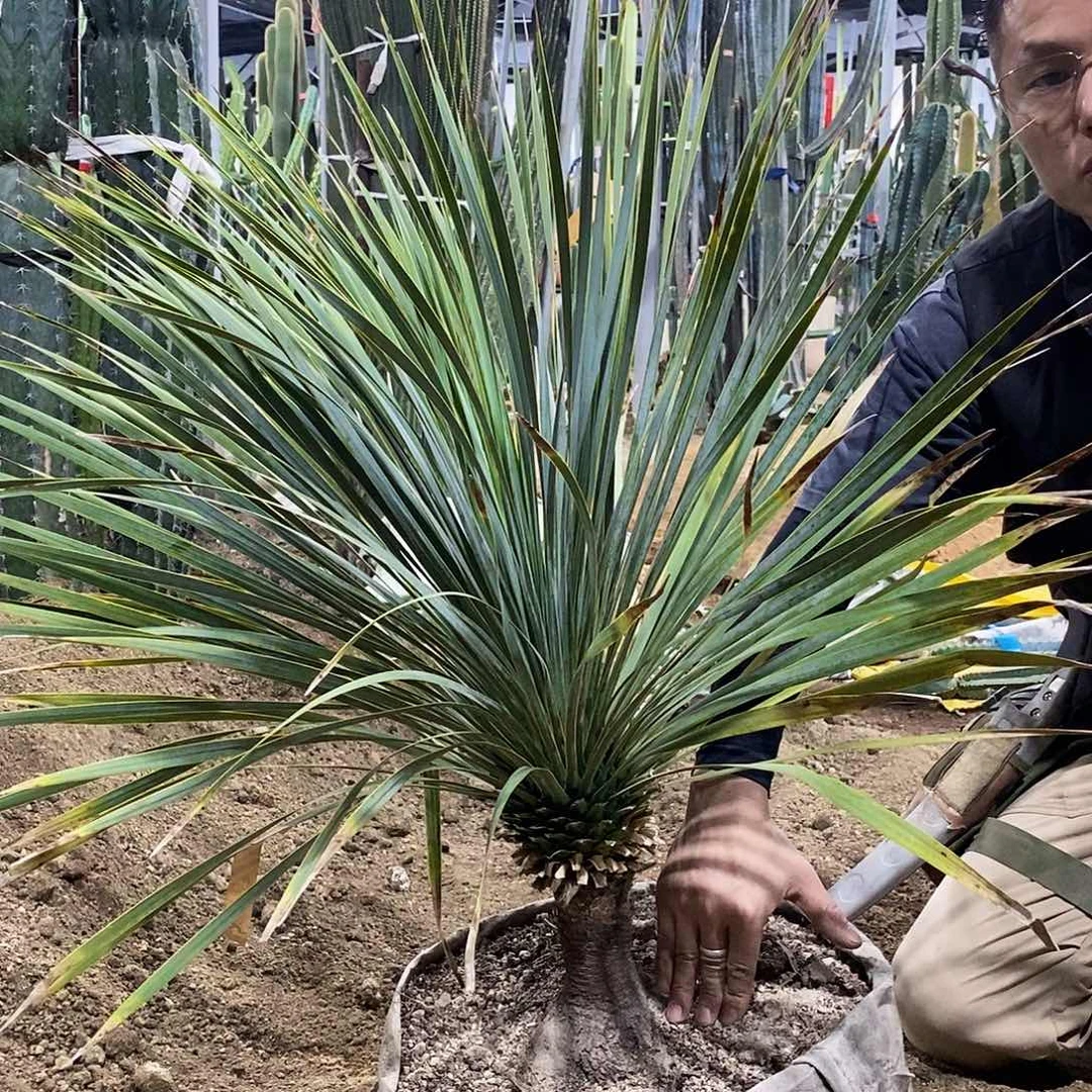 不***颜31号拍品。