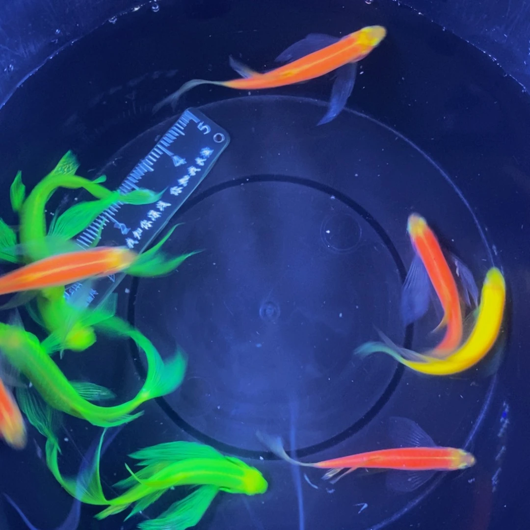 斑马鱼蝶翼斑马10条