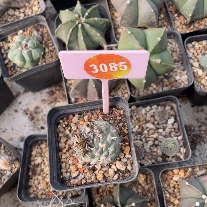 实生娇丽有疤3085000000