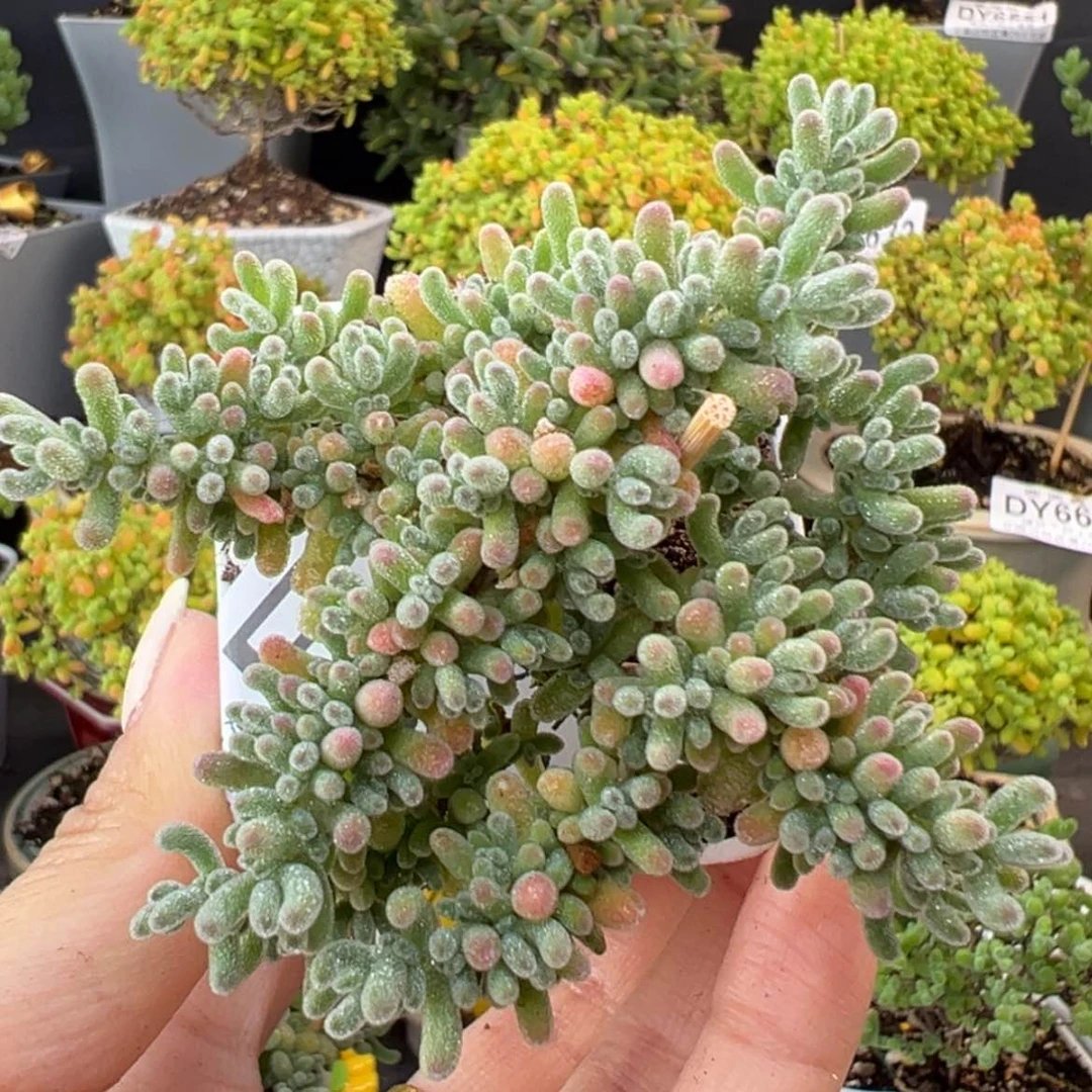 【闪购商品】dy6660冰晶冠幅8cm