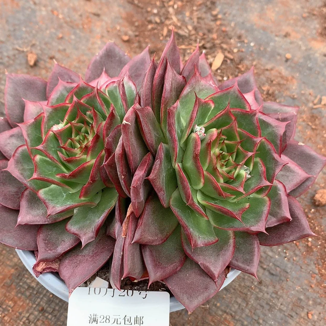 【闪购商品】云616号爱莎女王13厘米