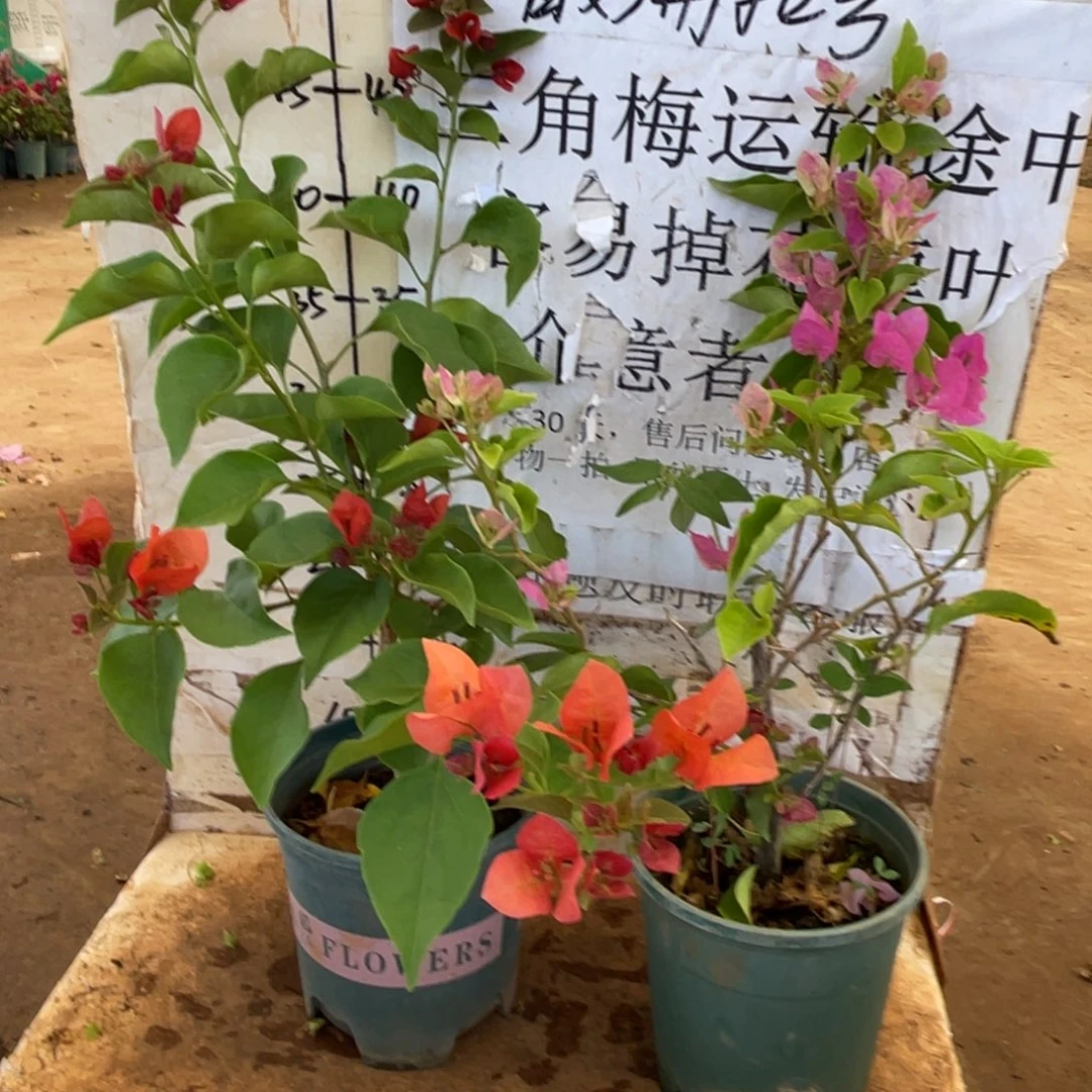 昆***）当前无花栽培后可以开花1-3756