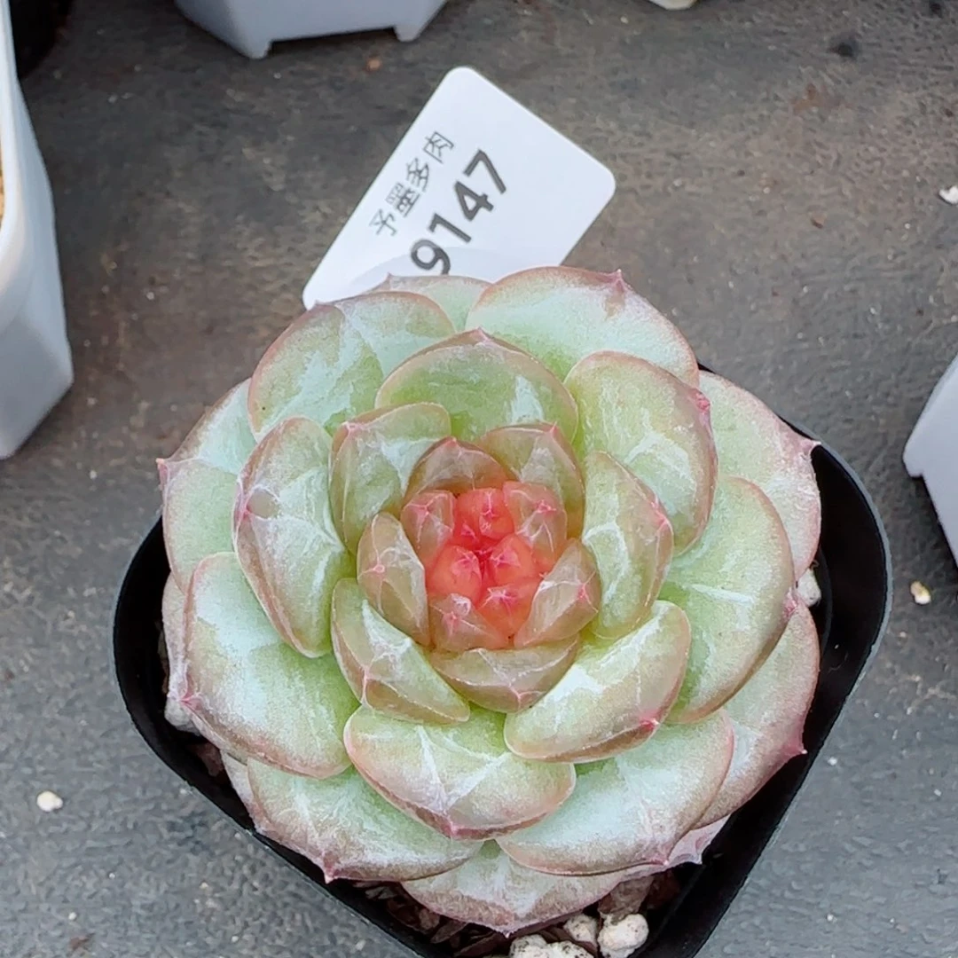 红莓，9147多肉植物