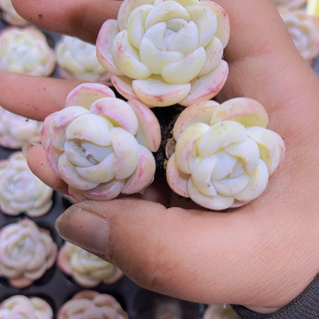 贝拉5个19包邮duo eou