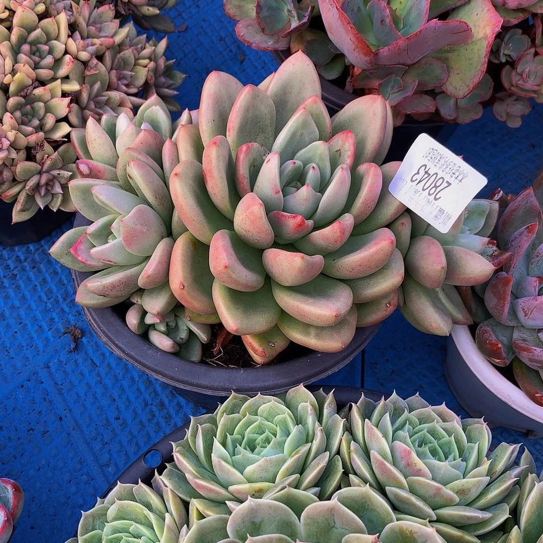 梅****   奶油鳄梨多肉28043