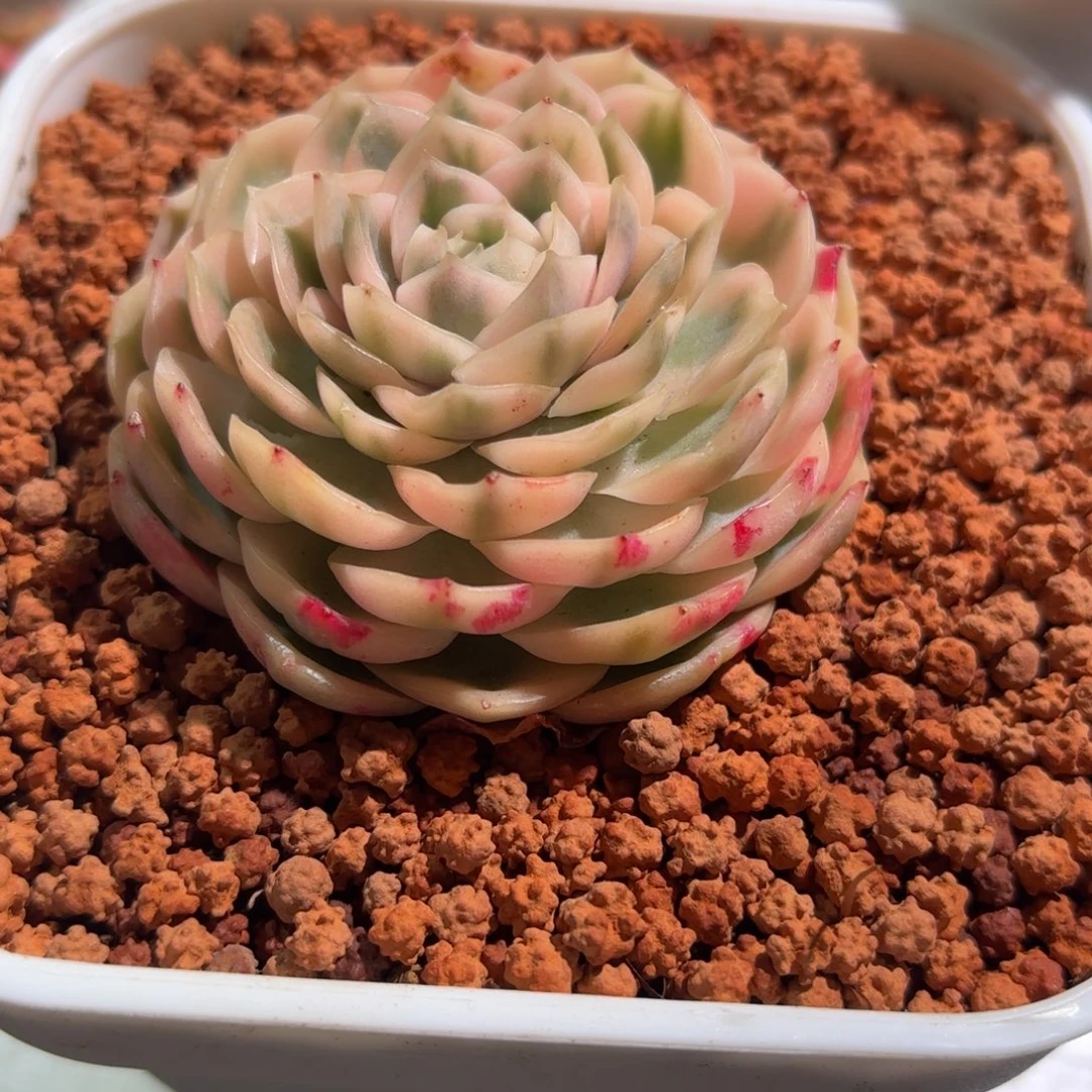 圆叶昂斯诺锦多肉植物