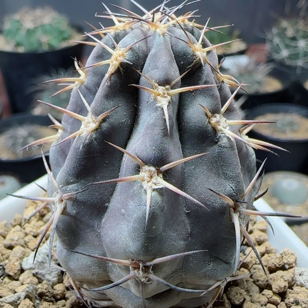 实生啊寒玉多肉000