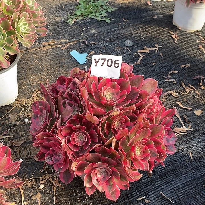 旺***࿐女朗706。