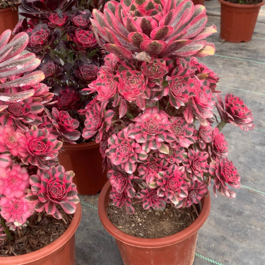 小*条寄养寄养寄养寄养寄养