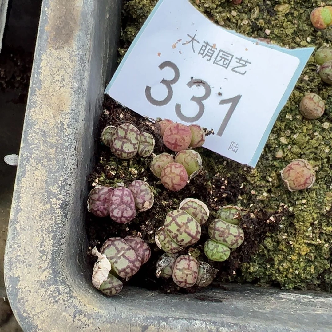 量拍以下1颗猴×墨331