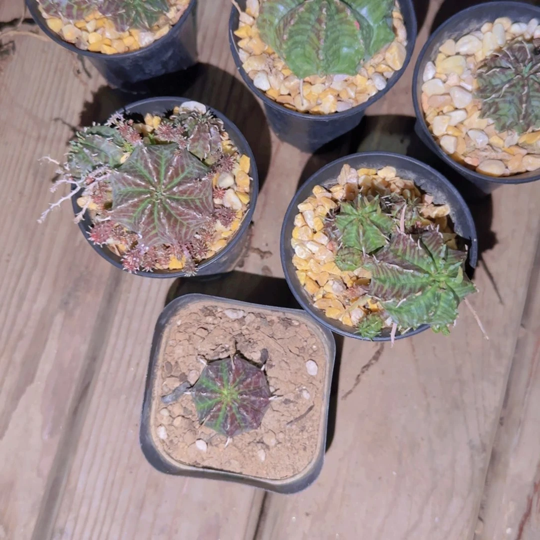 M***n块根植物块根植物