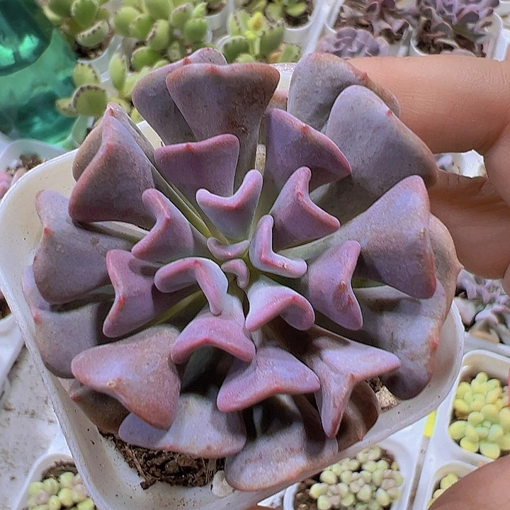 雪精灵19包邮多肉