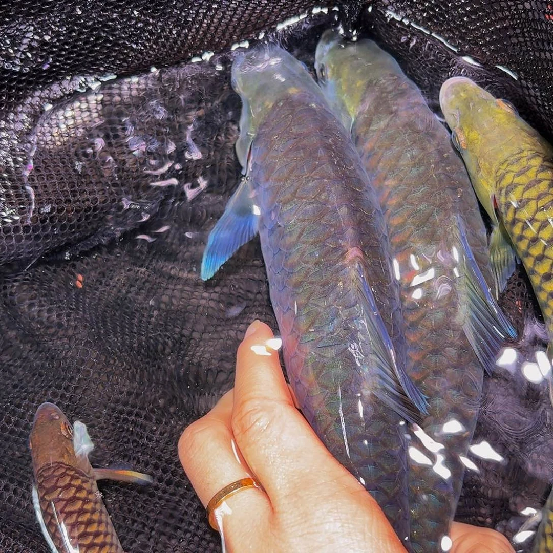 吉罗鱼异口蓝吉罗