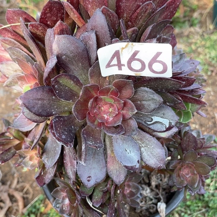 花*海466多肉植物万灰有砍