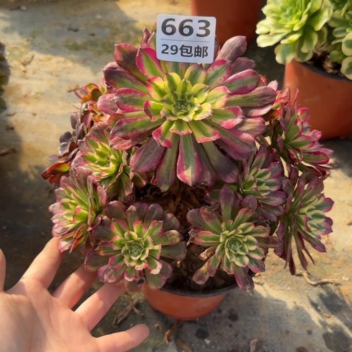 月蝉……多肉植物……