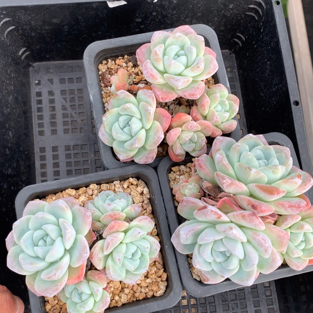 1001-81 套餐一组