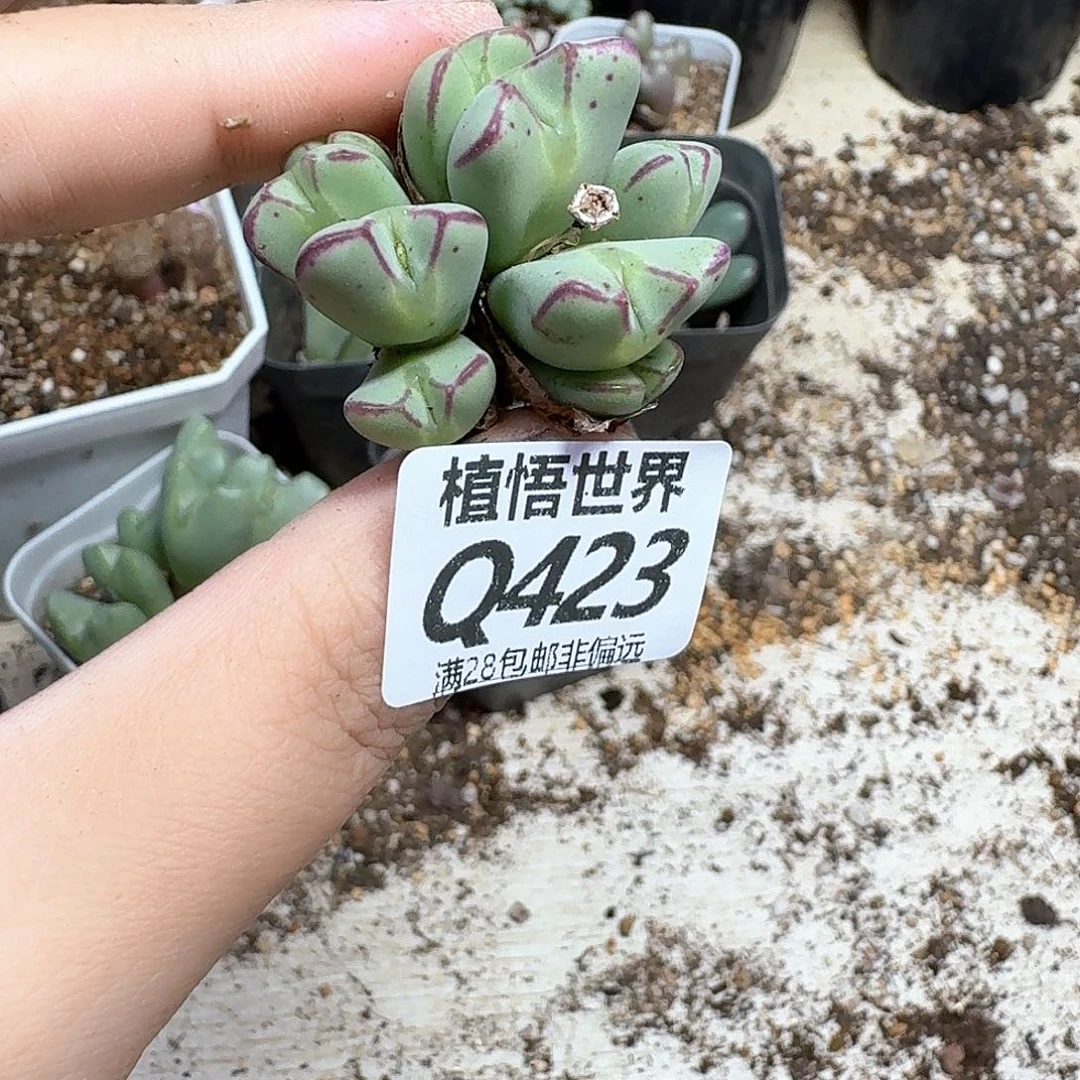 多肉植物的润泽尺寸
