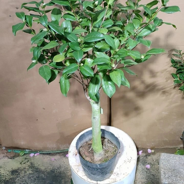 都德宝贝原盆原土483原盆