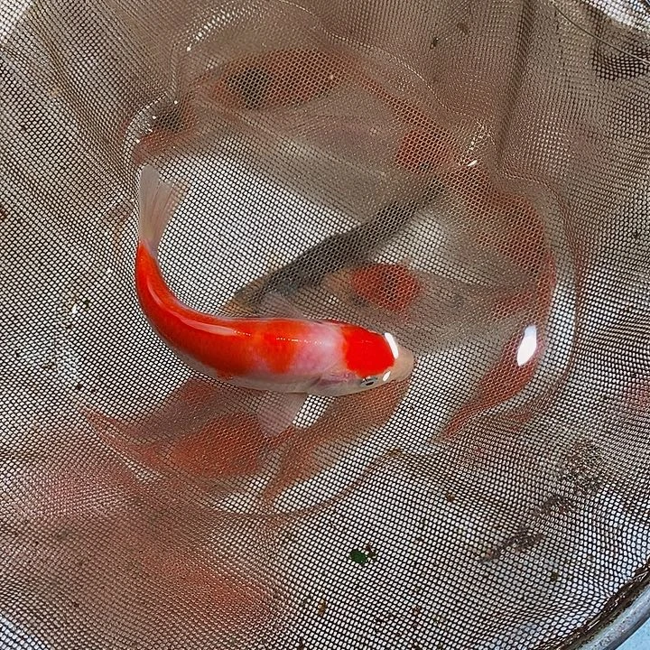 锦鲤锦鲤活鱼开箱包活