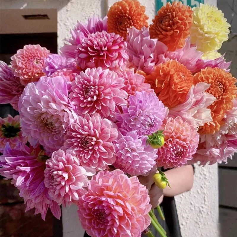 品牌折扣重瓣大丽花庭院阳台盆栽地栽多年生种球花卉球根地瓜苗花