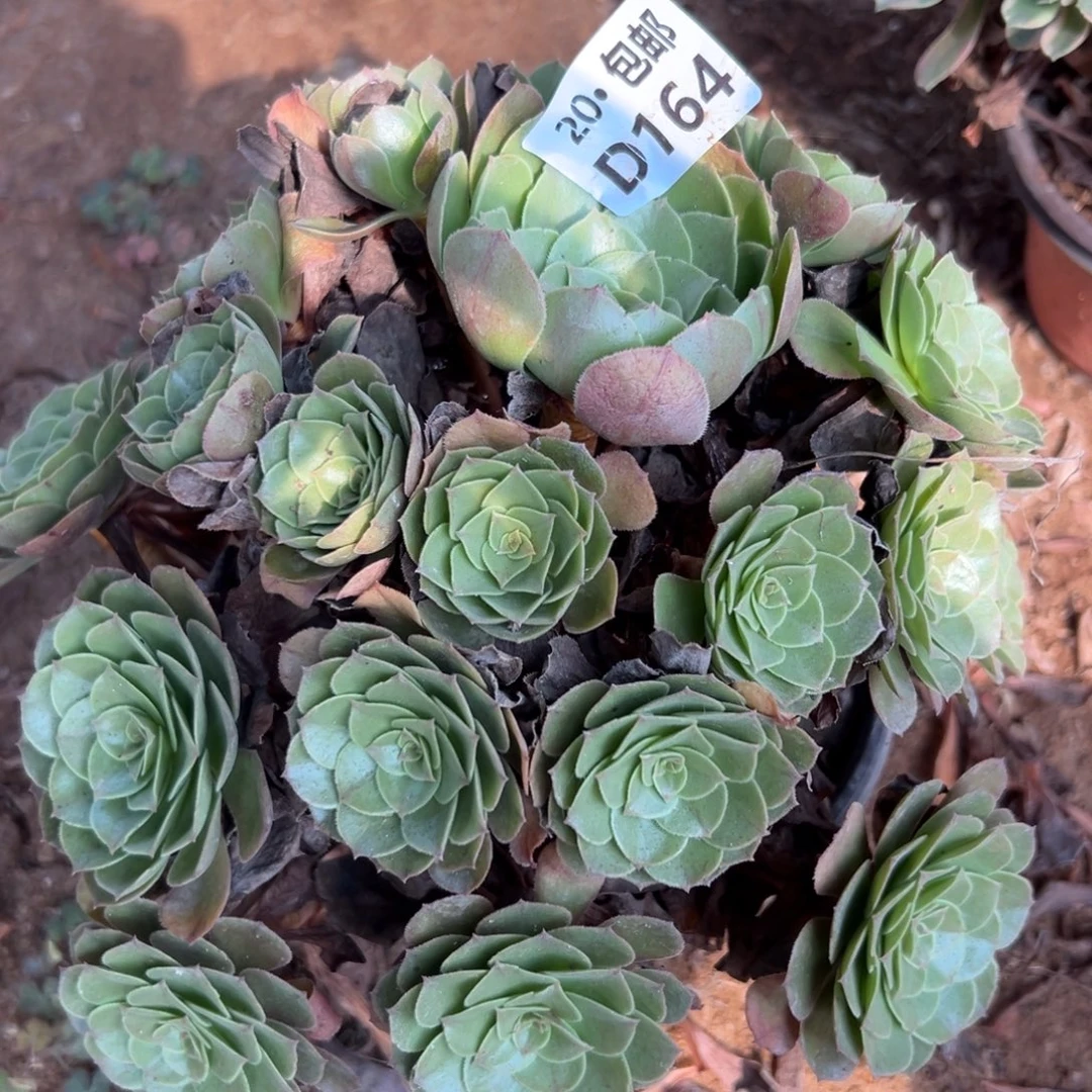 164沙拉碗，多肉法师