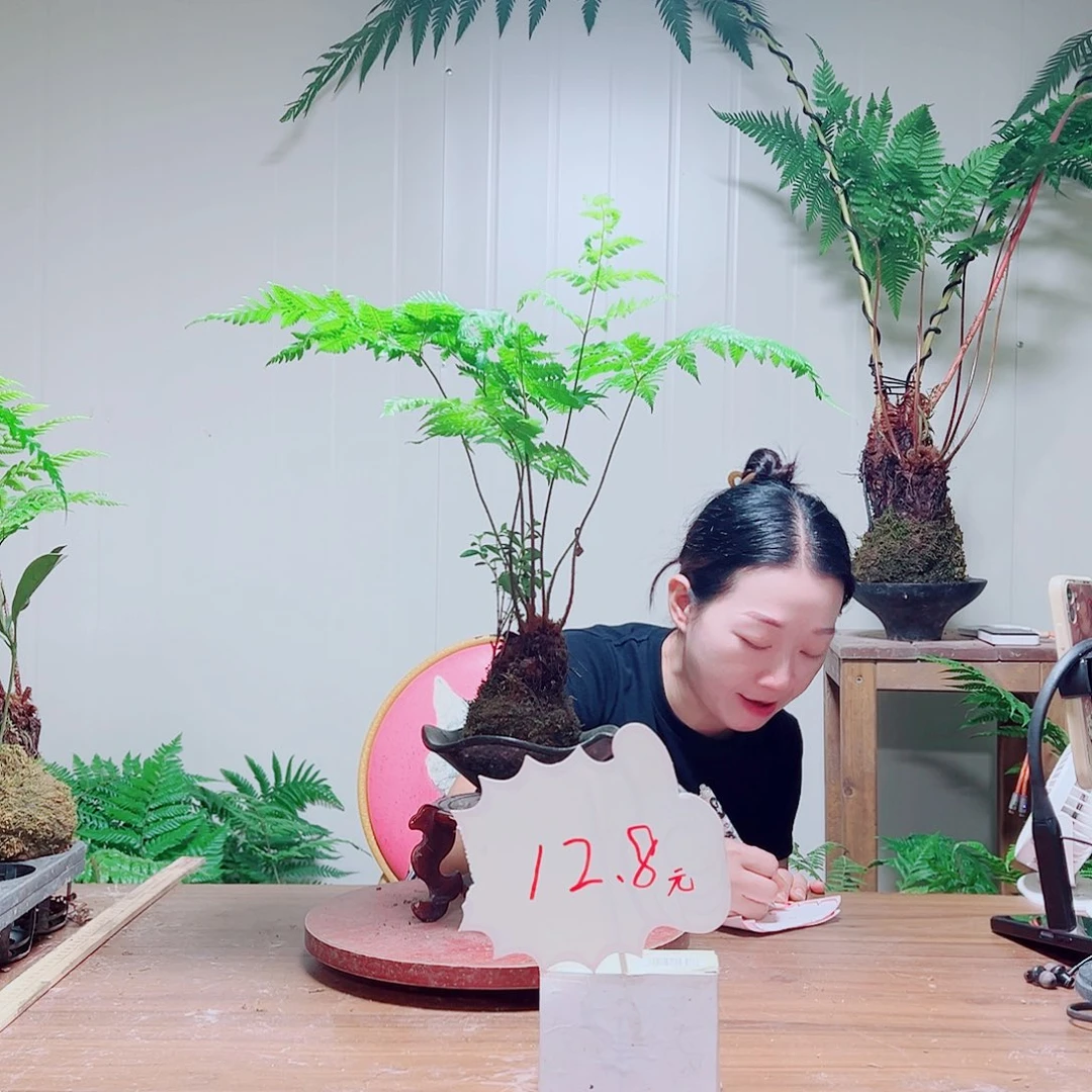 无花朵你****?金丝虹鳞蕨