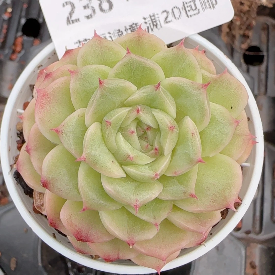 花语逸镜1025-238