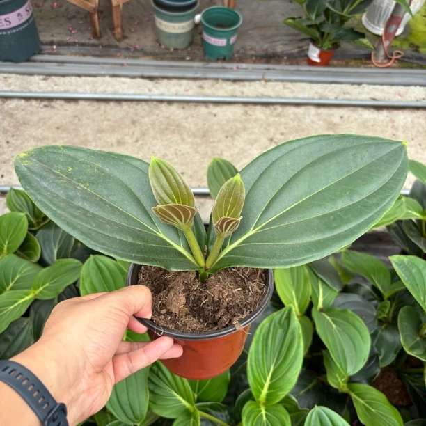宝莲灯小苗盆栽花卉6个月左右开花