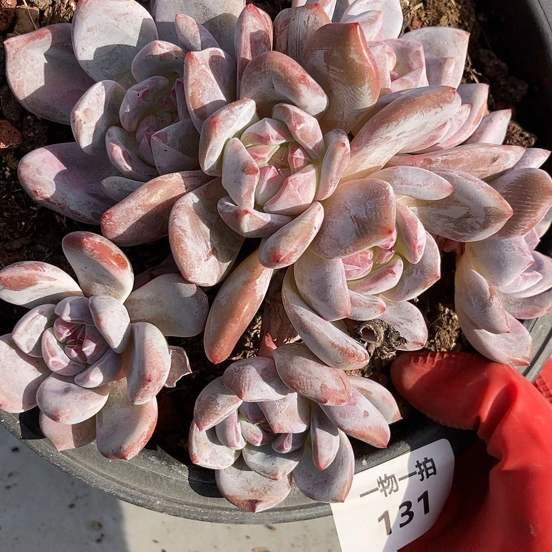 131 一物一拍不退不换