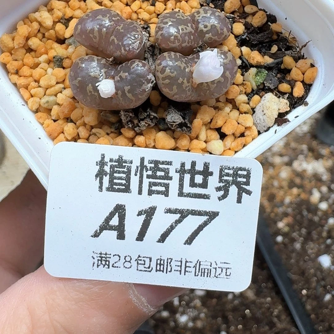 多肉植物的日子去
