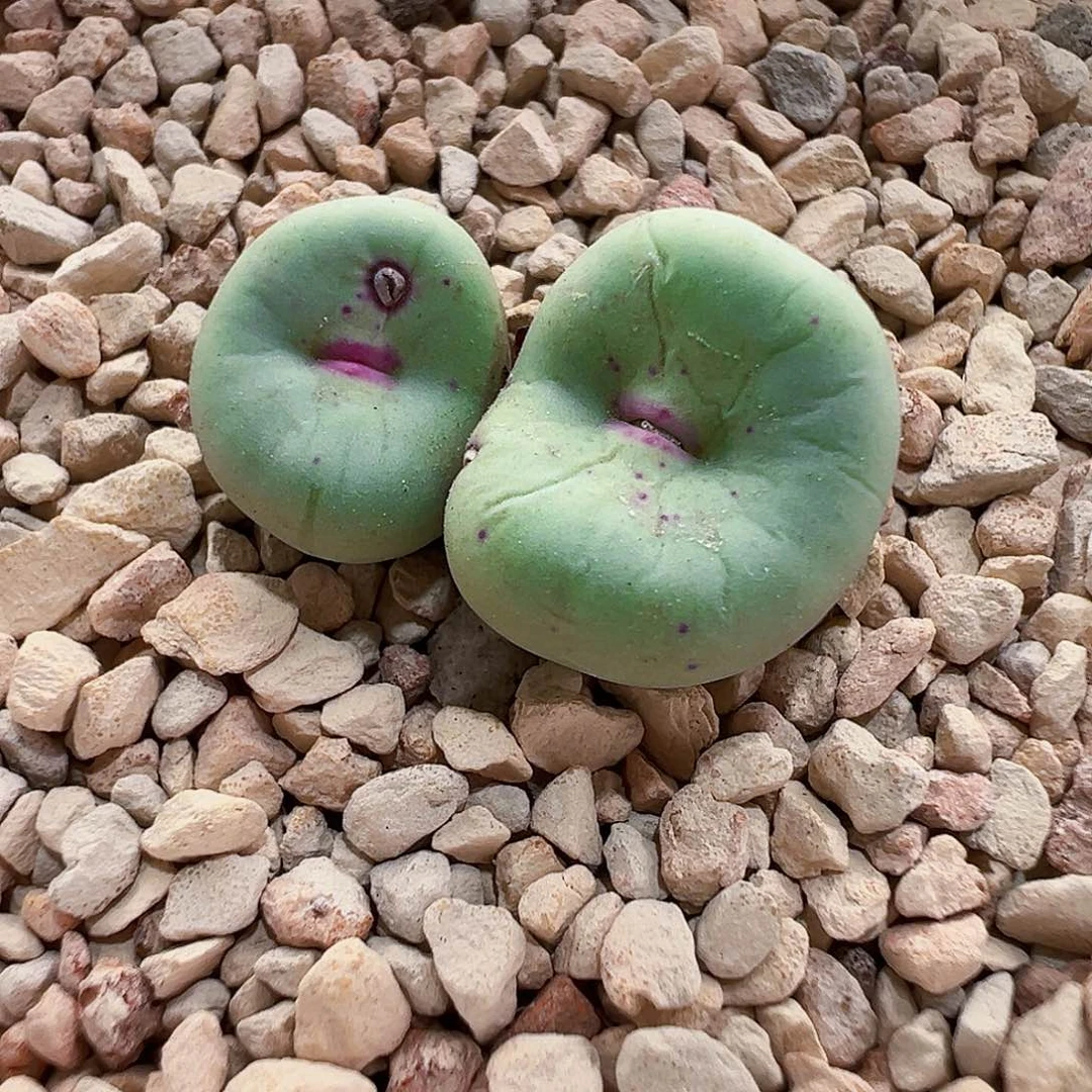 无花朵大型凹脸红嘴