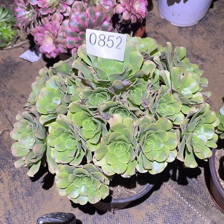 多肉植物断枝不包852绿豆沙