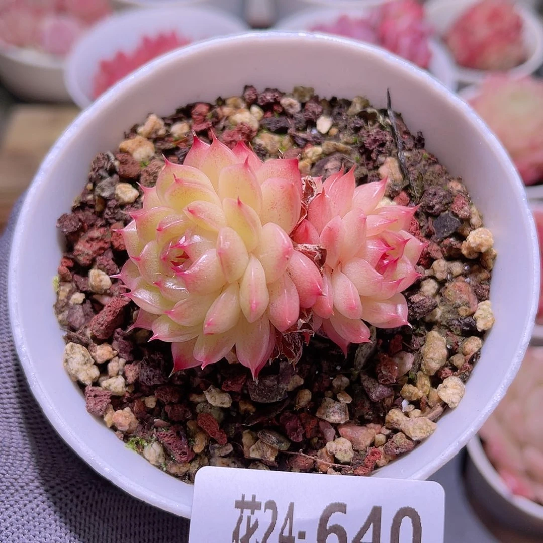 花24-640海王双头