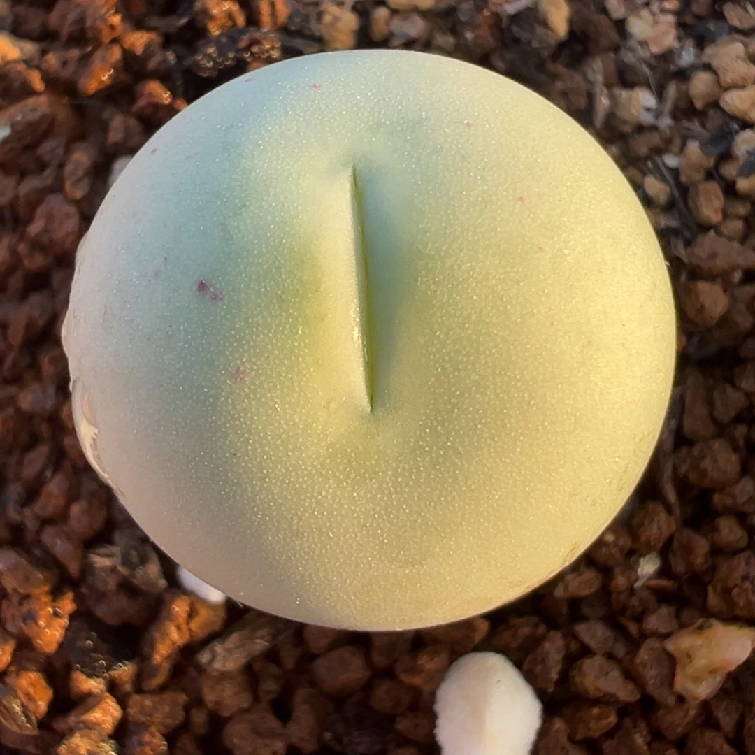 鸽子蛋母本带盆多肉