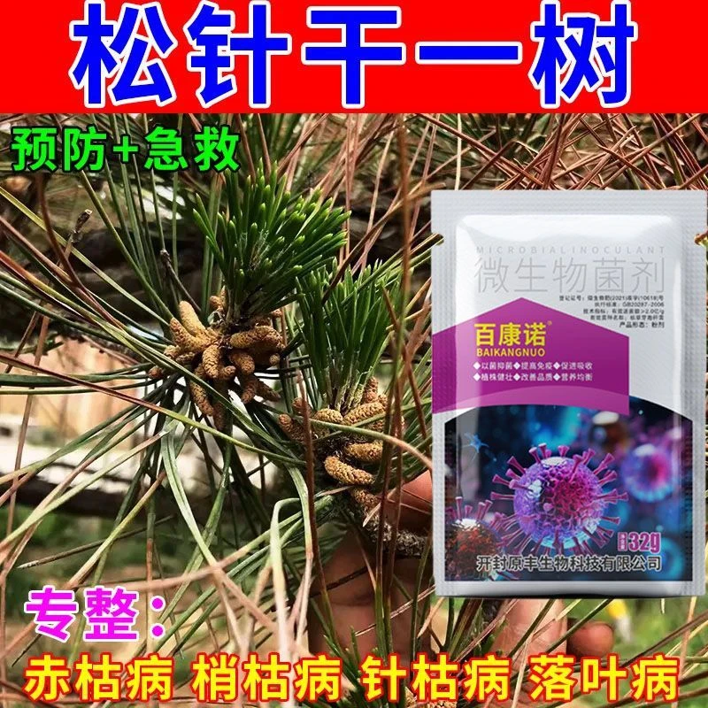 松树脱落叶斑病白粉大型盆栽植物赤枯病松树叶枯病专用肥松针发黄