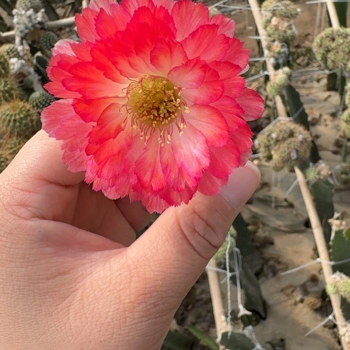 226丽世界小姐歪无根侧牙2到3公分左右，20包邮