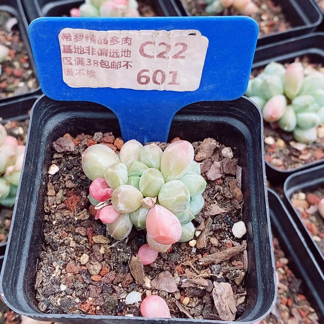 卡*伊三色美人4-5cm多肉植物