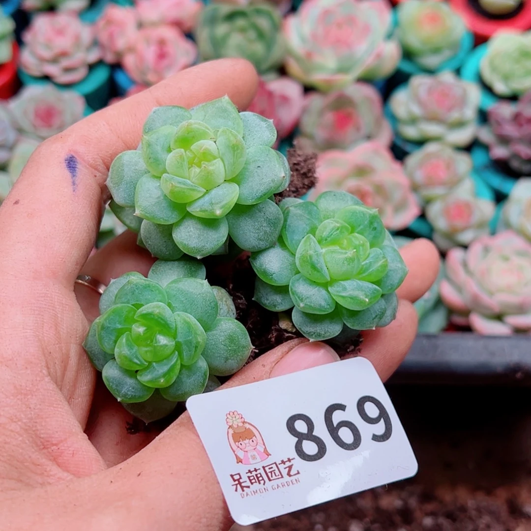 多肉植物多肉植物
