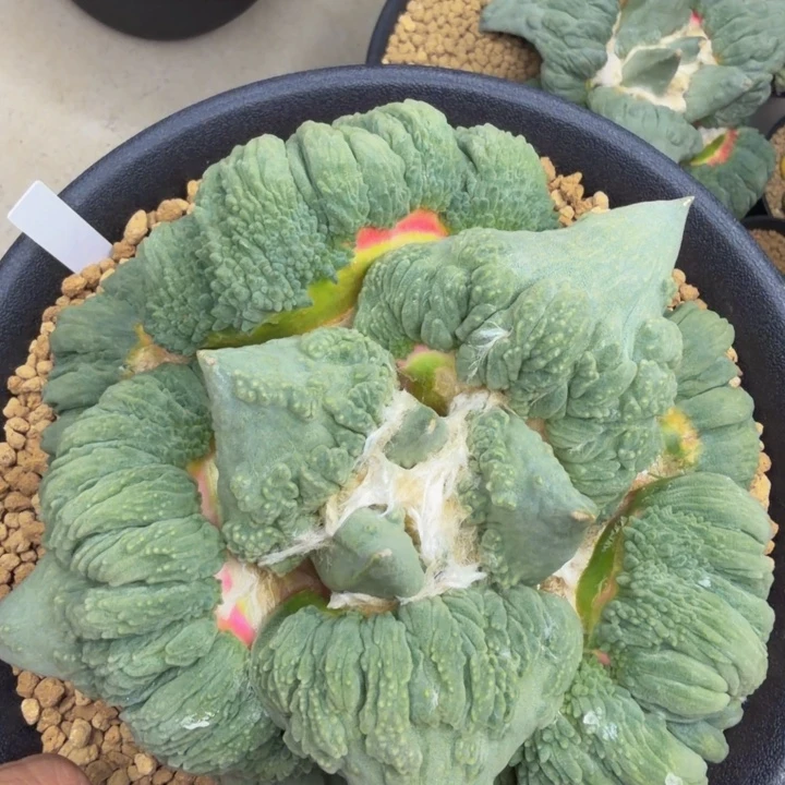 蓝色巨无霸血怒锦