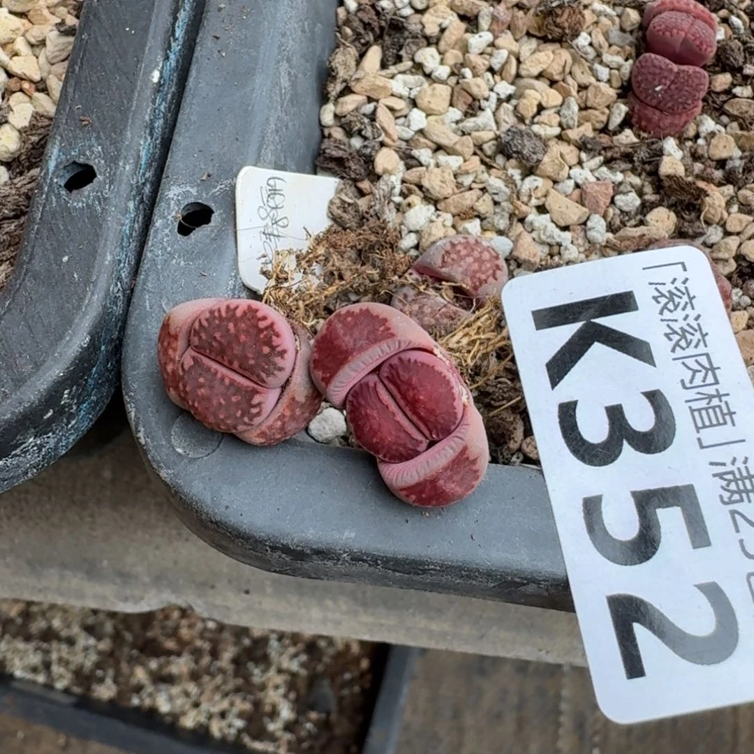 宝****? K352紫菊回交和紫寿丽三年