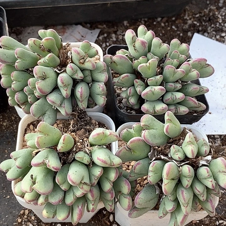 沙文利亚群生一颗