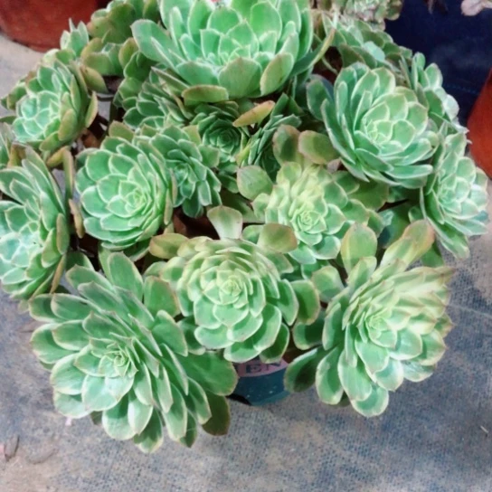 默***）无花朵万七彩法师多肉植物49号