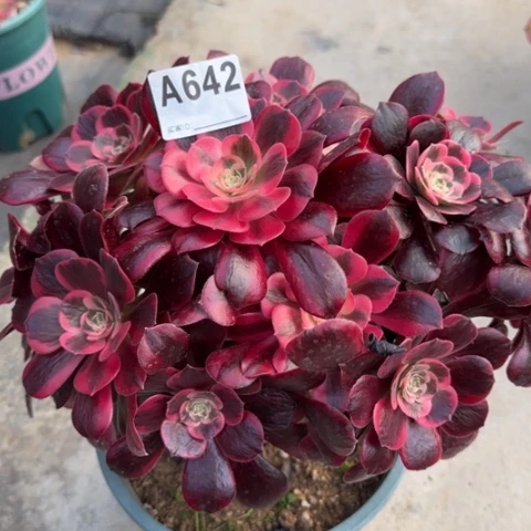 642凤冠30厘米左右