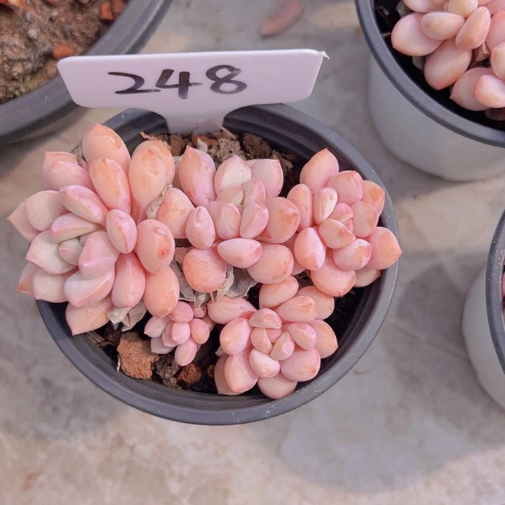 健健康康平平安安