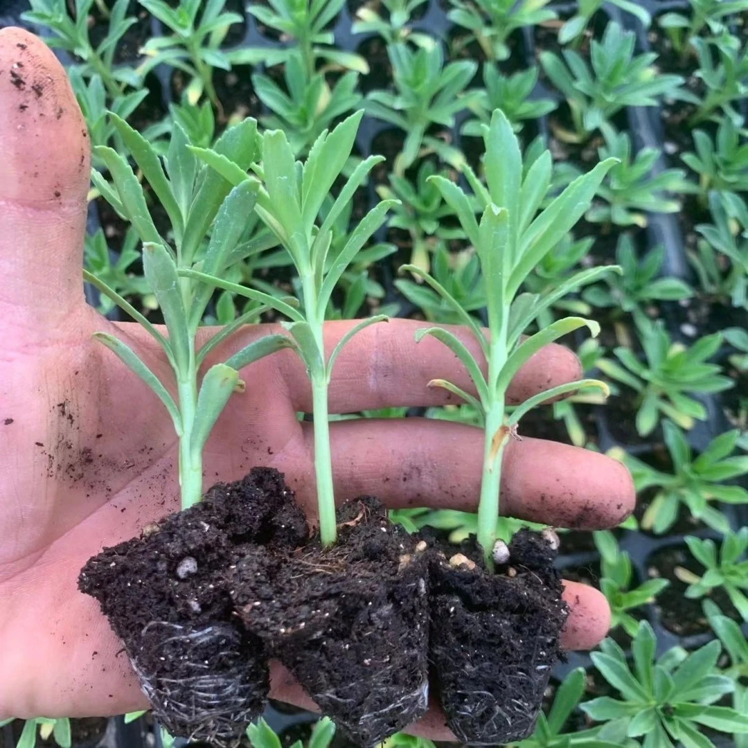 养心菜根苗救心菜高钙菜苗子费菜克拉香草阳台盆栽保健蔬菜种植苗